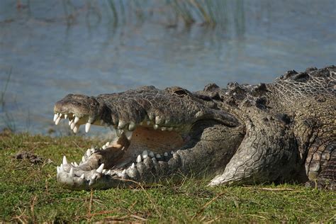 Wildlife Photographer Finds 'Croczilla,' Largest Croc in the Florida ...