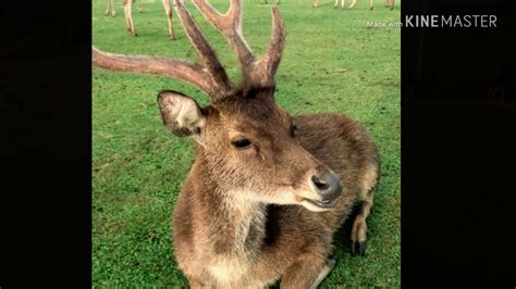 Deer Farm In Bicol Philippines Youtube