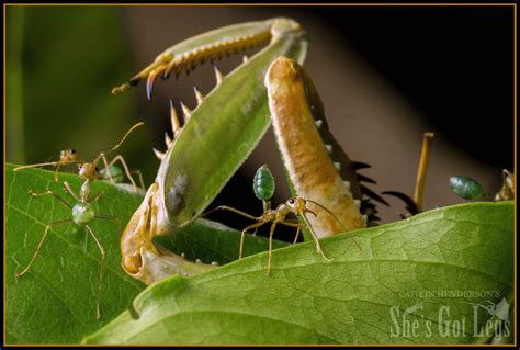 Weaver or Green Tree Ants use their bodies as bridges (Oecophylla ...