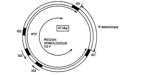 R Factor Structure And Functions Of Resistance Factors Or Plasmids