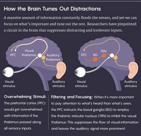 How To Train Your Brain To Pay Attention Boonmind