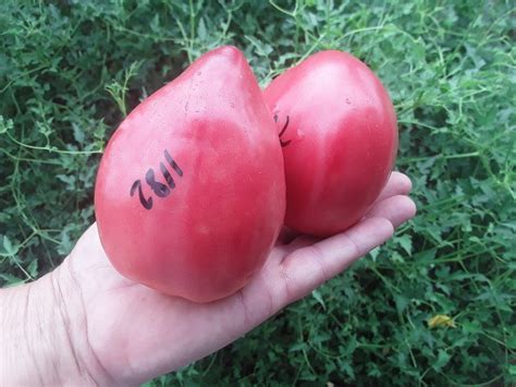Семена: Томат Настоящее Болонское сердце быка /Cuore Di Bue Di Bologna ...