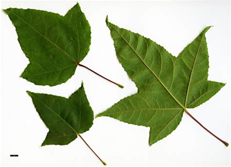 Liquidambar Formosana Trees And Shrubs Online