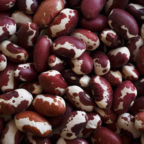 6 Heirloom Bean Varieties to Know