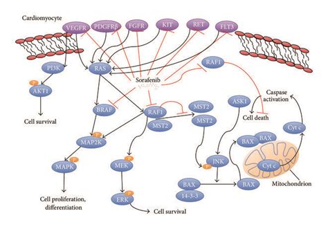 Sorafenib Inhibits Multiple Tyrosine Kinase And Second Messenger