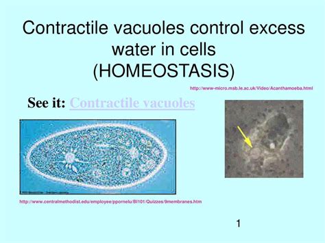 Chapter 7 4 Cell Structure And Function Ppt Download