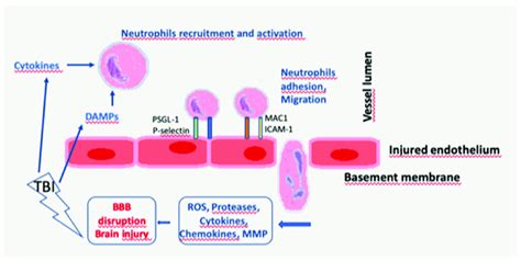 Neutrophil Activation And Circulation In TBI After A TBI Occurs Cells