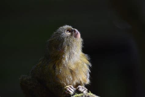 6 Facts About Having Finger Monkeys As Pets Pygmy Marmoset Care Guide