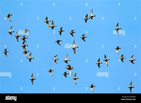 European Golden Plover Pluvialis Apricaria Flock In Flight National