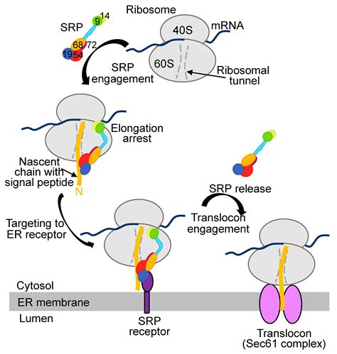 Ijms Free Full Text Translational Control Of Secretory Proteins In