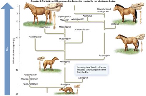 Evolution Notes