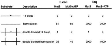 Interaction Of Escherichia Coli MutS And MutL At A DNA Mismatch