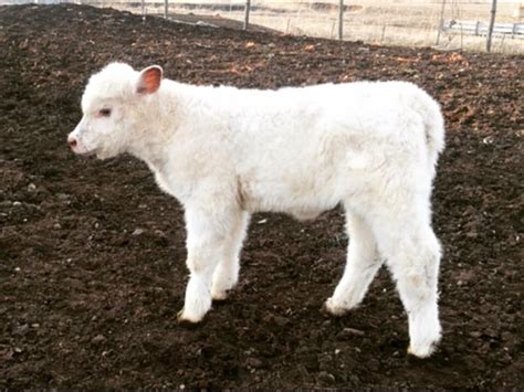 From Rosemary Thompson | High Quality Red, White & Roan Calf | #BreedLautner | Matt Lautner Cattle