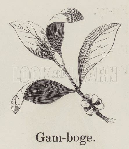 Gamboge stock image | Look and Learn