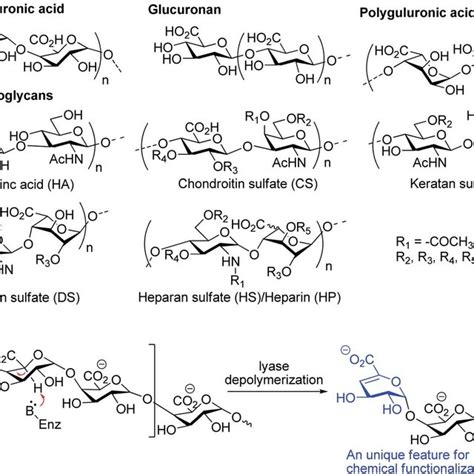 The Structure Of Uronic Acid Contained Biologically Relevant Molecules Download Scientific