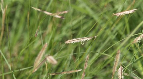 Blue Grama Grass Drought Tolerant Native Turf Epic Gardening