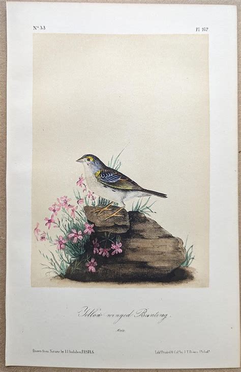 Audubon Octavo Print Yellow Winged Bunting Grasshopper Sparrow