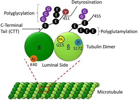 Figure From The Role Of Kinesin In Navigating Microtubule