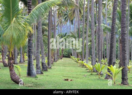 The grounds of the Coco Palms Resort, setting for Elvis Presley film ...