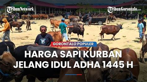 Segini Harga Sapi Kurban Idul Adha Di Pasar Hewan Limboto Gorontalo