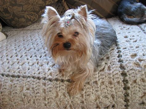 Eregon Male Yorkshire Terrier Gold And Grey Colors Yorkshire