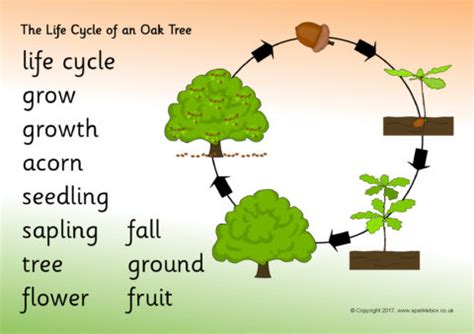 Oak Tree Life Cycle