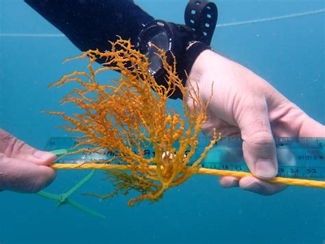 First Test Of Tropical Seaweed Farming For Biofuels Production Begins Off