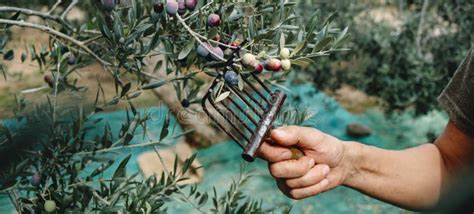 Man Harvests Arbequina Olives In Spain Banner Stock Image Image Of