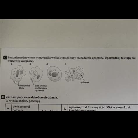 Prosz O Pomoc Poni Ej Przedstawiono W Przyk Adowej Kolejno Ci Etapy