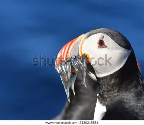 Picture Depicts Puffin Fish Beak Puffin Stock Photo 2120215886 ...