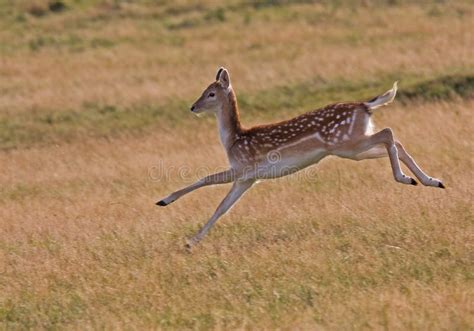 Wild Female Running Deer Stock Image Image Of Nature 23173361