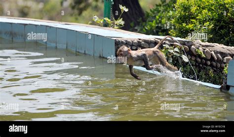 Jammu Indian Controlled Kashmir 2nd July 2019 A Monkey Jumps Into A