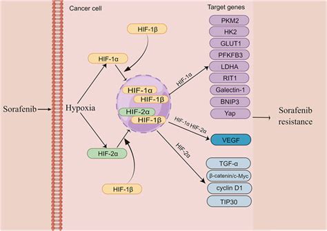 Frontiers Link Of Sorafenib Resistance With The Tumor