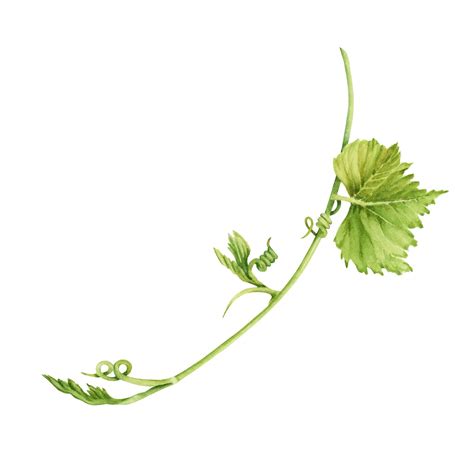 Premium Photo | A watercolor drawing of a green vine with leaves and ...