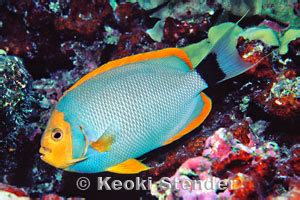 Native Hawaiian Fish Flash Sales Dakora Co