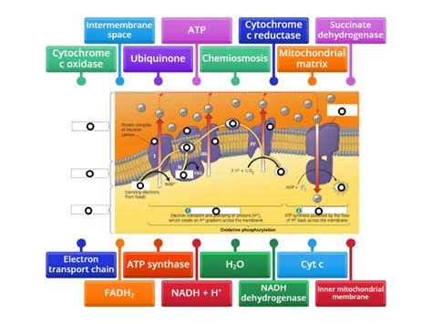 Electron Transport chain and Chemiosmosis - Labelled diagram