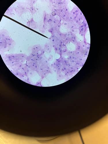 anatomy lab practical 1 Flashcards | Quizlet 