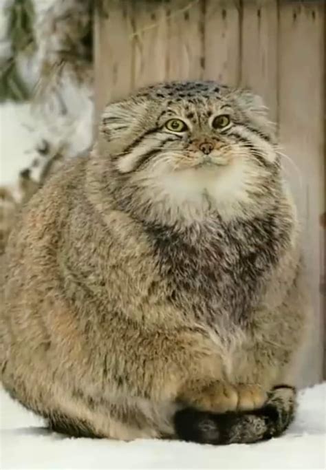 Pallas Cats Sit On Their Tails So Their Feet Dont Get Cold Reyebleach