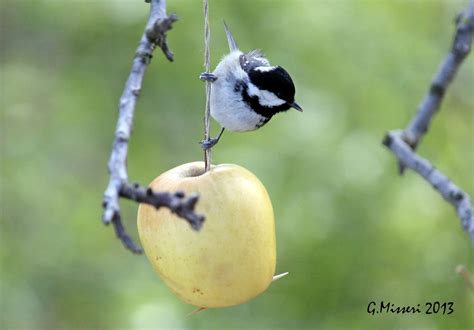 Cincia Bigia Alpestre Famolasco MISSERI GIUSEPPE Flickr