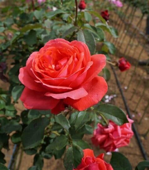 Rose Fragrant Cloud 3ft Standard Hello Hello Plants And Garden Supplies