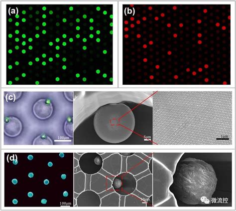 网格化微腔阵列芯片实现可寻址微液滴快速生成 杭州霆科生物科技有限公司