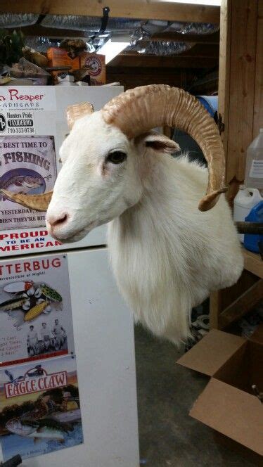 Texas dall sheep | Sheep, Animals, Taxidermy