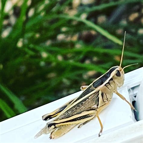 Grasshoppers Expected To Remain A Problem For 2023 DiscoverAirdrie