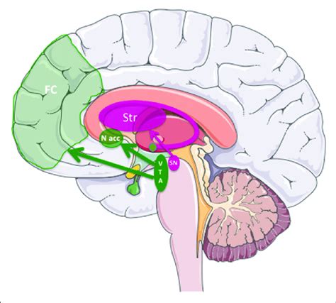 Dopamine Pathways In Human Brain