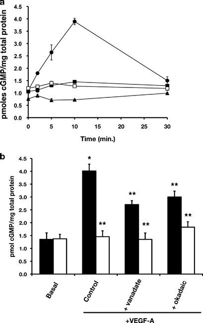 TIMP 2 Inhibits CGMP Synthesis Evoked By VEGF A Leading To The