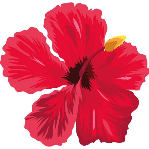 Red Exotic Flower Hibiscus 24095380 Png