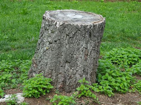 remove  unsightly tree stump   yard