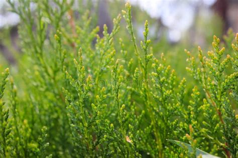 Green Thuja in the Park. Growth, Arborvitae Stock Photo - Image of ...