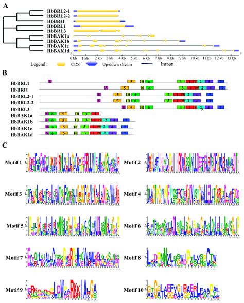 Gene Structure And Conserved Motifs In Five HbBRI1 And Four HbBAK1