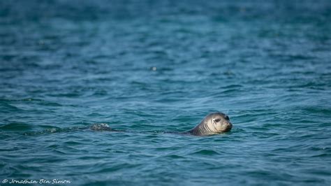 Mediterranean Monk Seal Lichadonisia Islands Greece Youtube